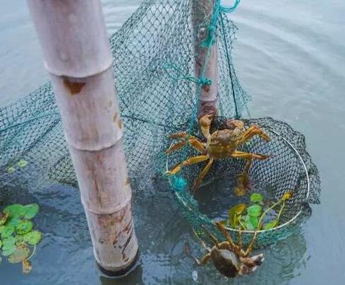 舌尖上的美食—品正宗阳澄湖澄丰品牌大闸蟹