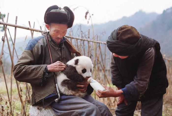 趣头条联合佛坪熊猫饲养员何鑫为熊猫庆生，助推乡村振兴