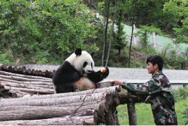 趣头条发起给佛坪熊猫庆生活动，揭开90后小伙何鑫和熊猫的不解之缘