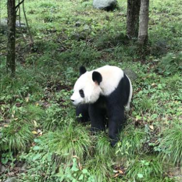 7年饲养佛坪大熊猫，奶爸何鑫联合趣头条为熊猫做件大事