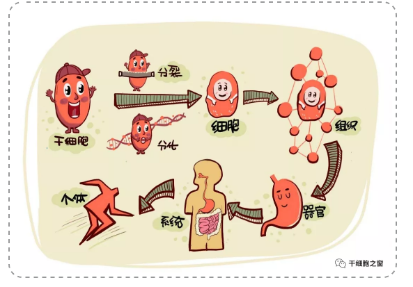 漫画图解：我们身体里的干细胞
