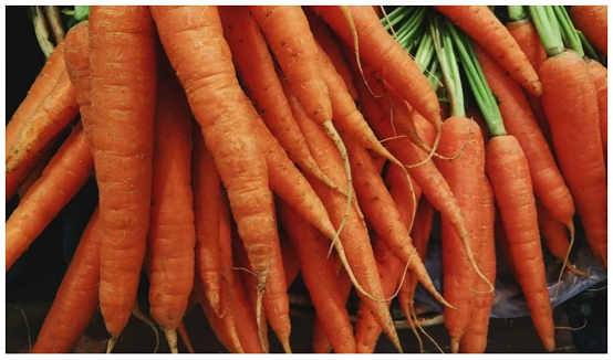 小皮果泥：只有富齐诺盆地种植的胡萝卜才能叫富齐诺胡萝卜