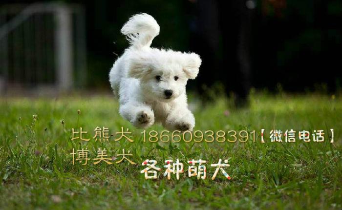 北京上海博美犬比熊犬多少钱一只青岛临沂哪里卖宠物狗