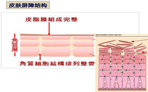 皮肤屏障受损怎么办？玉泽帮你拥有健康肌肤