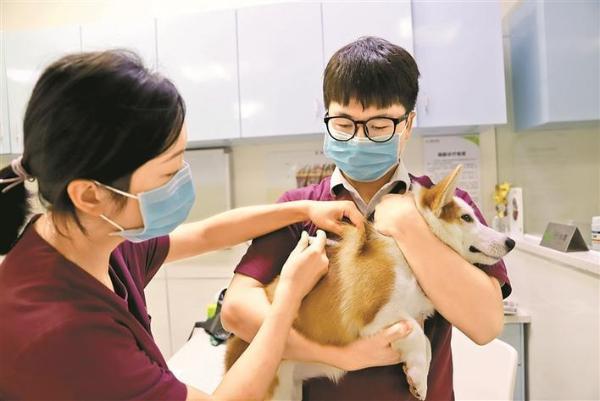 深圳养犬福利：狗狗到瑞鹏宠物医院打进口狂犬疫苗免费