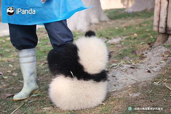 全球首档大熊猫主题真人体验纪实公益节目《熊猫伴我行》首播