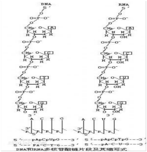 解密伊利金领冠关键营养成分——核苷酸