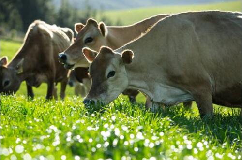 新西兰官方发布草饲标准 满趣健草饲婴幼儿奶粉再获认证