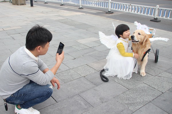 超感人！小女孩为残疾金毛犬插上翅膀，化身维密天使狗！