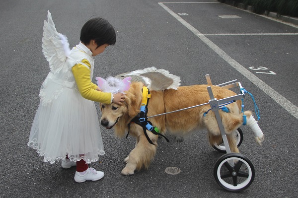 超感人！小女孩为残疾金毛犬插上翅膀，化身维密天使狗！