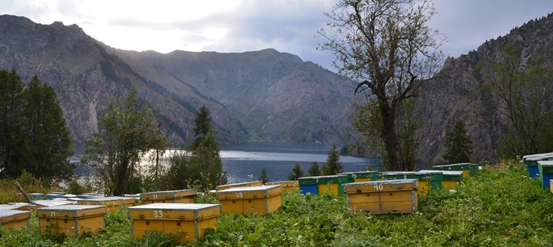 吉尔吉斯斯坦蜂蜜文化全球传播者——吉达尔集团耀彩首届进博会