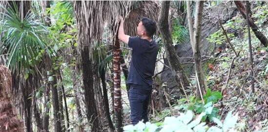 趣头条“我的家乡好事”正进行：陕西小伙姜东和他的棕榈树