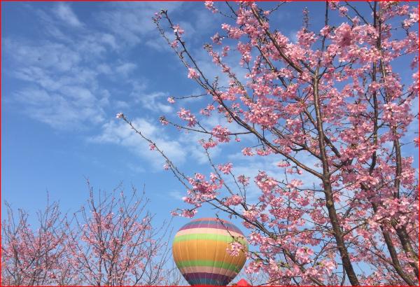 2019春节去哪玩？长沙望城新春樱花节震撼来袭！
