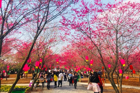 2019春节去哪玩？长沙望城新春樱花节震撼来袭！