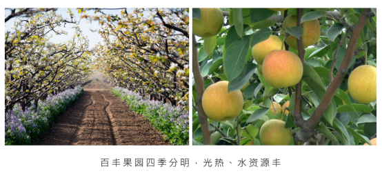 百丰果园：有机梨产业先行者