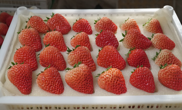 留住枝头的甜美红颜，中化农业天地生MAP气质美莓完美呈现“唯有你甜”