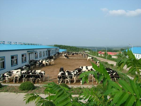 世界黄金奶源带上的完达山乳业?坚持做中国放心乳品