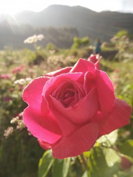 抢占情人节别样告白，乃欣洱源玫瑰给你希望与幸福