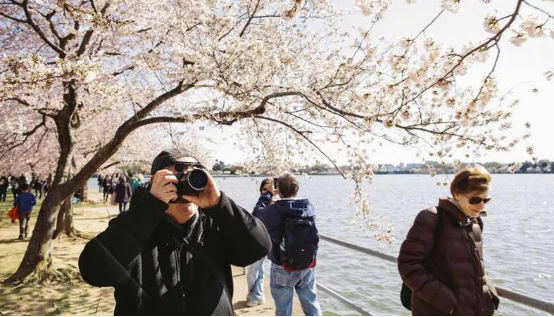 华盛顿特区最佳樱花拍摄点，捕捉最美的瞬间！