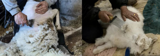 印象草原科普羊绒秘籍,这篇一定要收藏起来