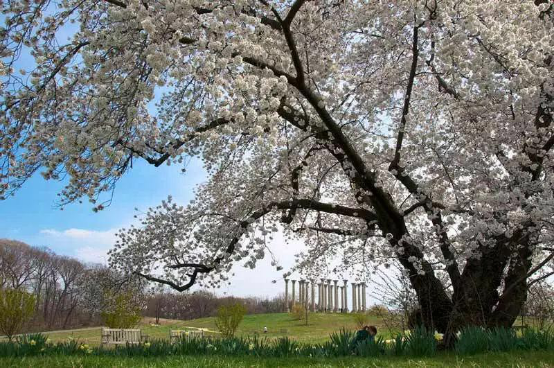 华盛顿特区最佳樱花拍摄点，捕捉最美的瞬间！