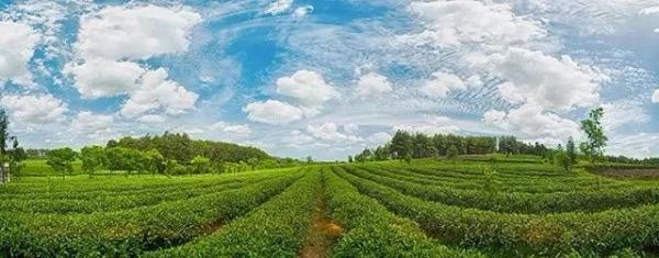欧标抹茶 | 这里为何被称为“世界抹茶超级工厂”？