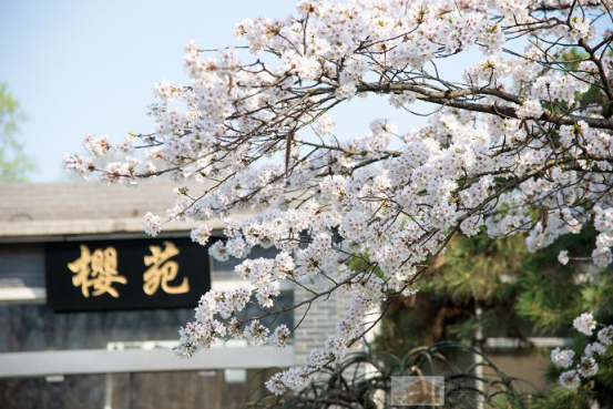 唯春日和樱花不可辜负 ——2019玄武湖樱花节
