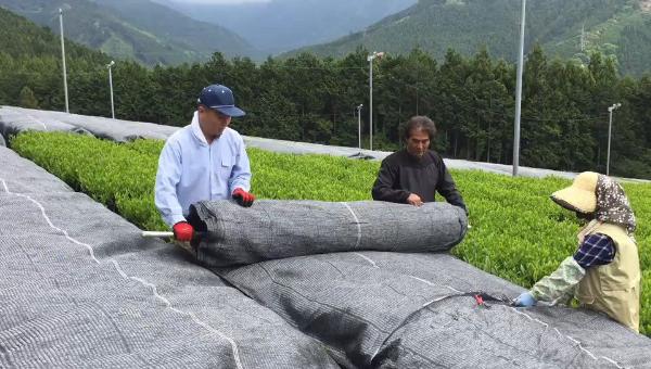 欧标抹茶 | 这里为何被称为“世界抹茶超级工厂”？