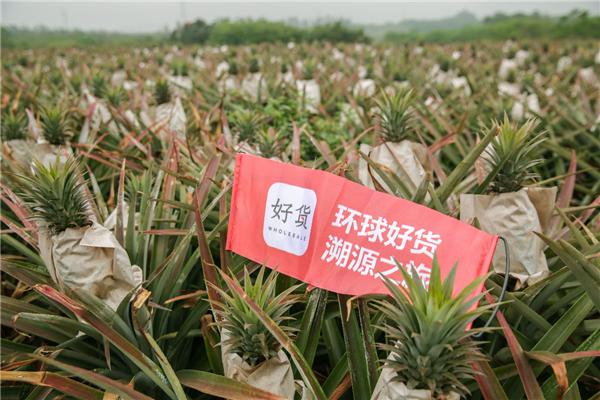 环球好货与澄迈县达成战略合作，助推澄迈凤梨产业品牌做大做强