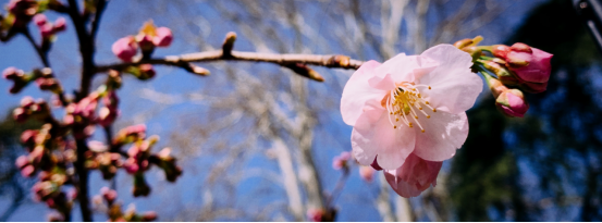 唯春日和樱花不可辜负 ——2019玄武湖樱花节