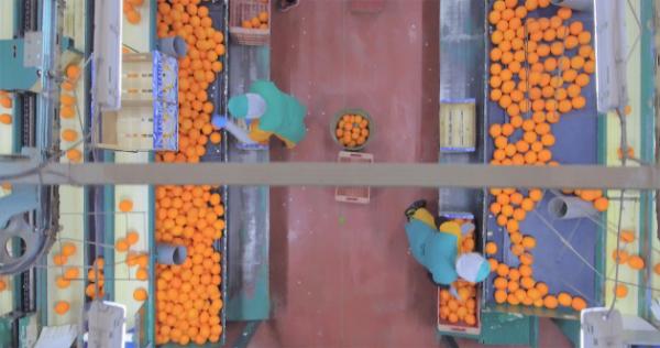 西班牙橙PRIMOR，轻奢水果带你畅享天然品质