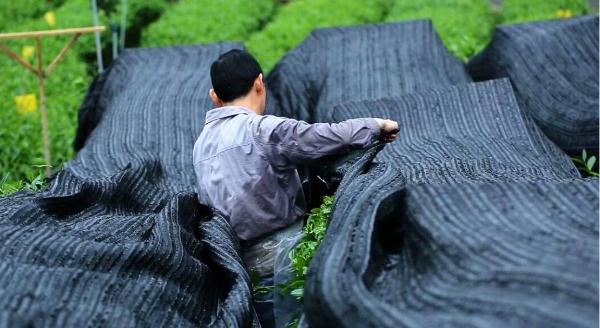 欧标抹茶 | 这里为何被称为“世界抹茶超级工厂”？