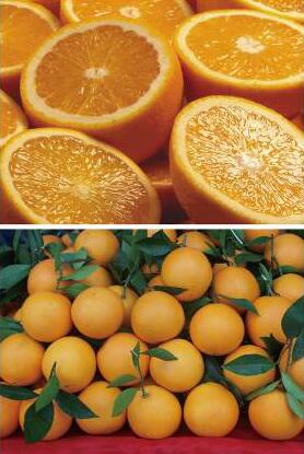 全球严选当季鲜橙，天使之橙如何用优质鲜橙榨出好橙汁