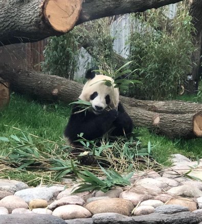 中国大熊猫定居“幸福王国”,丹麦乳业巨头Arla®助力大熊猫过上有机生活