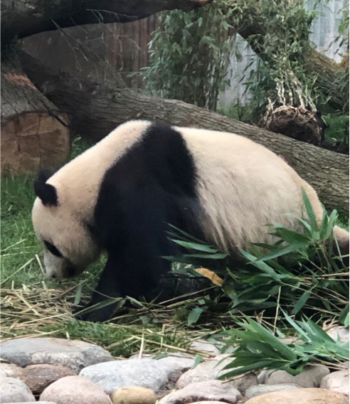 中国大熊猫定居“有机王国”， 丹麦乳业巨头Arla®全程助力