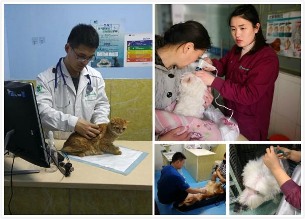 用爱相守，宠物健康“防”出来！