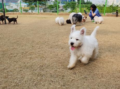 爱犬借克隆技术回归 商业化克隆4个月即可完成