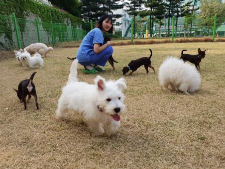 爱犬借克隆技术回归 商业化克隆4个月即可完成