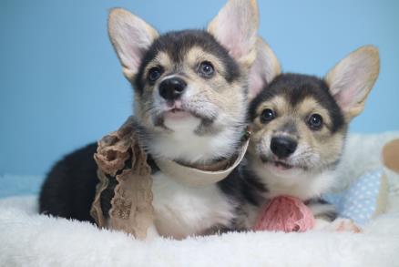 爱犬借克隆技术回归 商业化克隆4个月即可完成