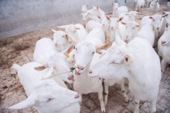 2019中西部畜博会,红星美羚强调良种繁育对羊奶产业发展意义
