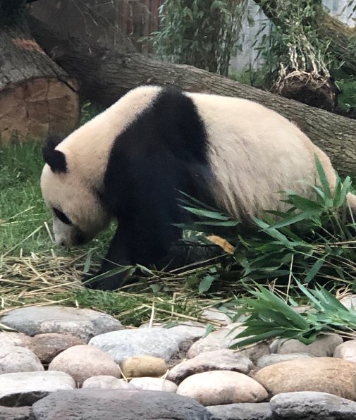 中国大熊猫定居“幸福王国”,丹麦乳业巨头Arla®助力大熊猫过上有机生活