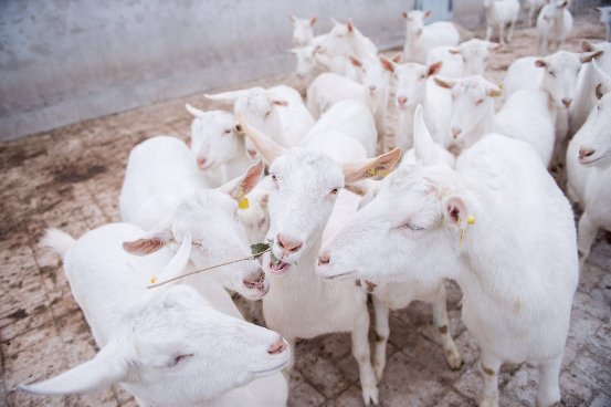 羚恩贝贝新形象发布，红星美羚推动中国羊奶粉市场进入品质化竞争阶段