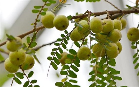 由柑柠檬茶：生津解渴好滋味，清新怡人一夏天