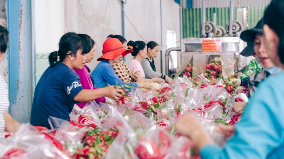 “火龙果自由”来了！苏宁618包下越南3万亩种植园