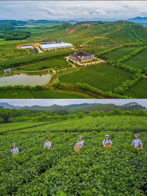 夏小满|在中国经历了百年孤独的袋泡茶，是时候解除封印了！