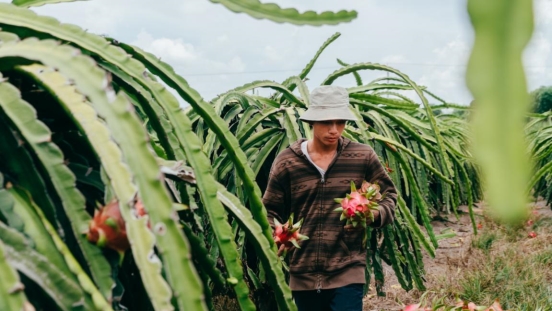 “火龙果自由”来了！苏宁618包下越南3万亩种植园