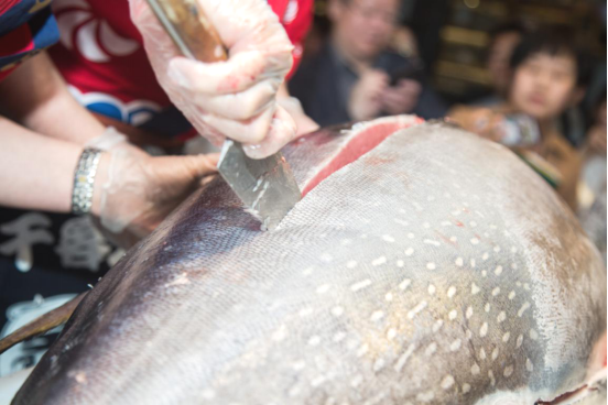140斤蓝鳍金枪鱼解体秀震撼上演！这么新鲜的鱼你吃过吗？