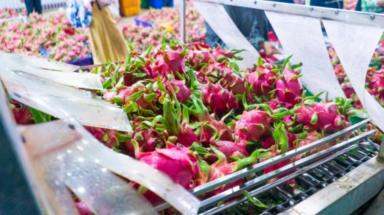 “火龙果自由”来了！苏宁618包下越南3万亩种植园