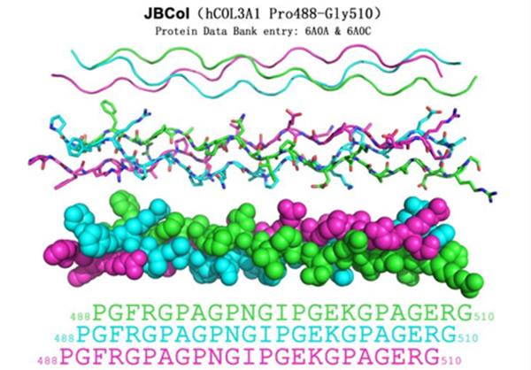 原始创新突破 人源Ⅲ型胶原蛋白研究新成果发布
