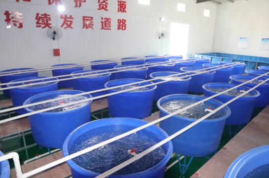 四川共泰沼虾养殖 如何提高前期管理效率